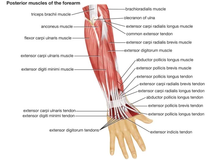 Muscles of the forearm quiz