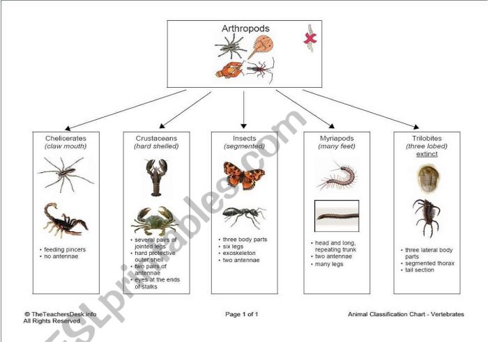 Arthropod coloring worksheet answer key