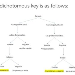 Dichotomous key gram negative microbiology ihmc cmapspublic3 megan becca dave david aeruginosa test