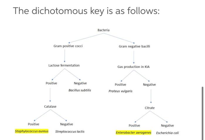 Dichotomous key gram negative microbiology ihmc cmapspublic3 megan becca dave david aeruginosa test