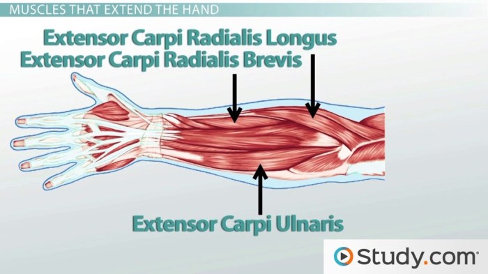 Braço anatomia forearm