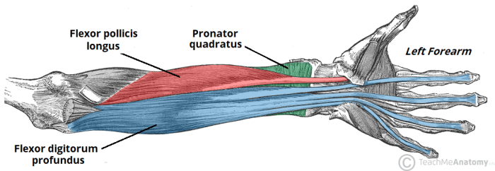 Forearm medicine