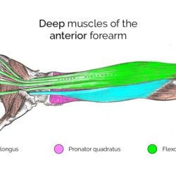 Forearm anterior muscles superficial layer prosection upper arm anatomy two limb bones flexor muscle carpi compartment radialis which teachmeanatomy review