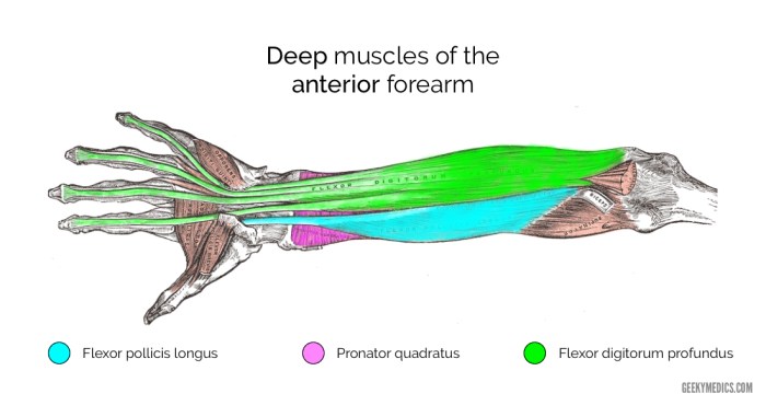 Forearm anterior muscles superficial layer prosection upper arm anatomy two limb bones flexor muscle carpi compartment radialis which teachmeanatomy review