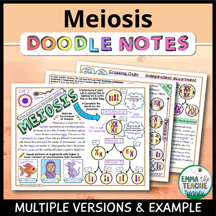 Emmatheteachie 2021 meiosis answer key