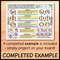 Emmatheteachie 2021 meiosis answer key