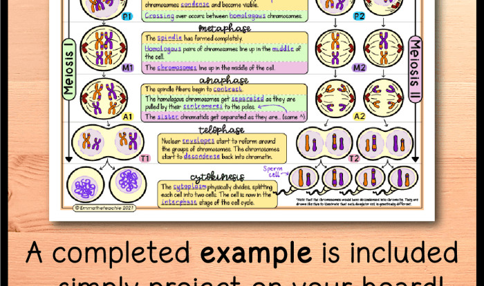 Emmatheteachie 2021 meiosis answer key