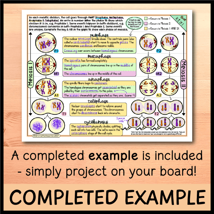 Emmatheteachie 2021 meiosis answer key