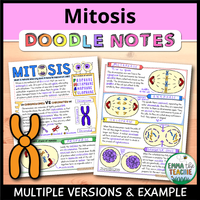 Emmatheteachie 2021 meiosis answer key