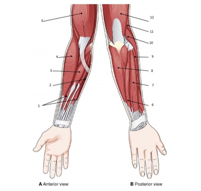 Muscles of the forearm quiz