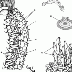 Arthropod coloring worksheet answer key