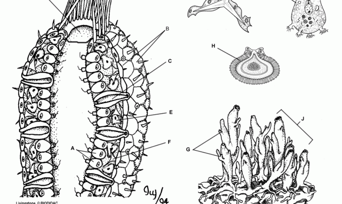 Arthropod coloring worksheet answer key