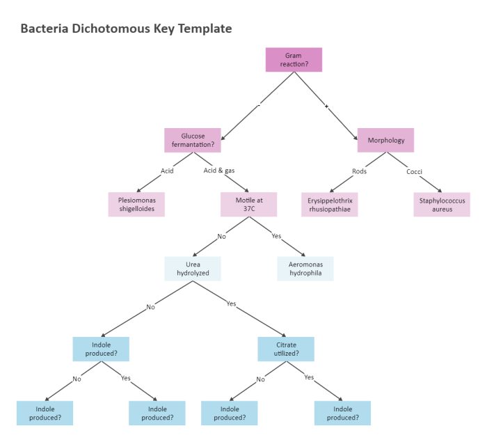 Dichotomous key for unknown bacteria