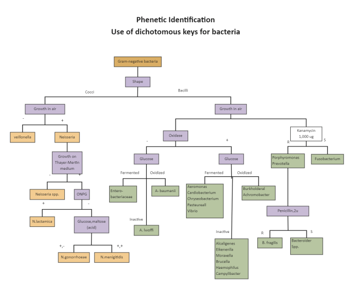 Dichotomous key for unknown bacteria