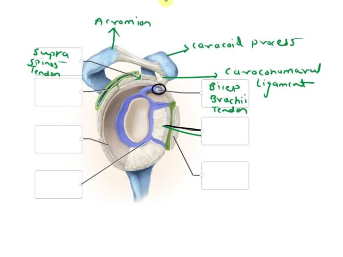 Joint glenohumeral