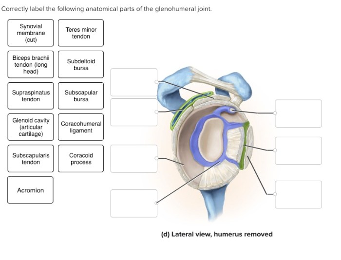 Correctly label the following anatomical parts of the glenohumeral joint