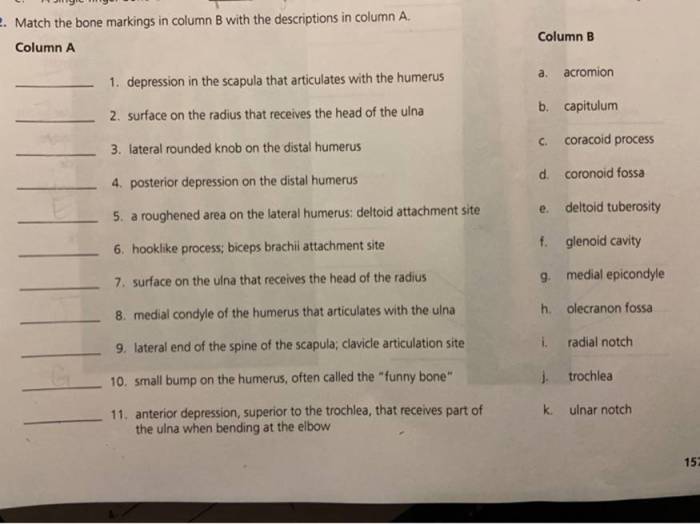 Match the bone names and markings in column b