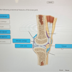 Correctly label the following anatomical parts of the glenohumeral joint