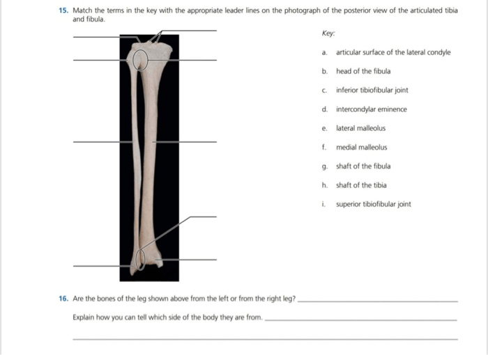 Column bones match names first used descriptions bone may circle cranial once than cranium anterior forms items organ hearing found