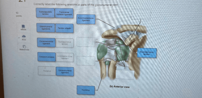 Correctly anatomical following parts label glenohumeral joint tendon brachii head long transcribed text show clavicle